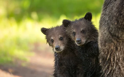 Saving the Grizzly from Delisting … Again