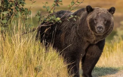 Stunning, capturing and traumatically transporting grizzlies, all in the name of delisting