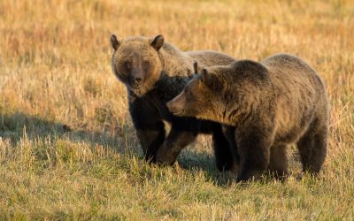 Comments Needed to Protect the Grizzly Bear in the Lower 48