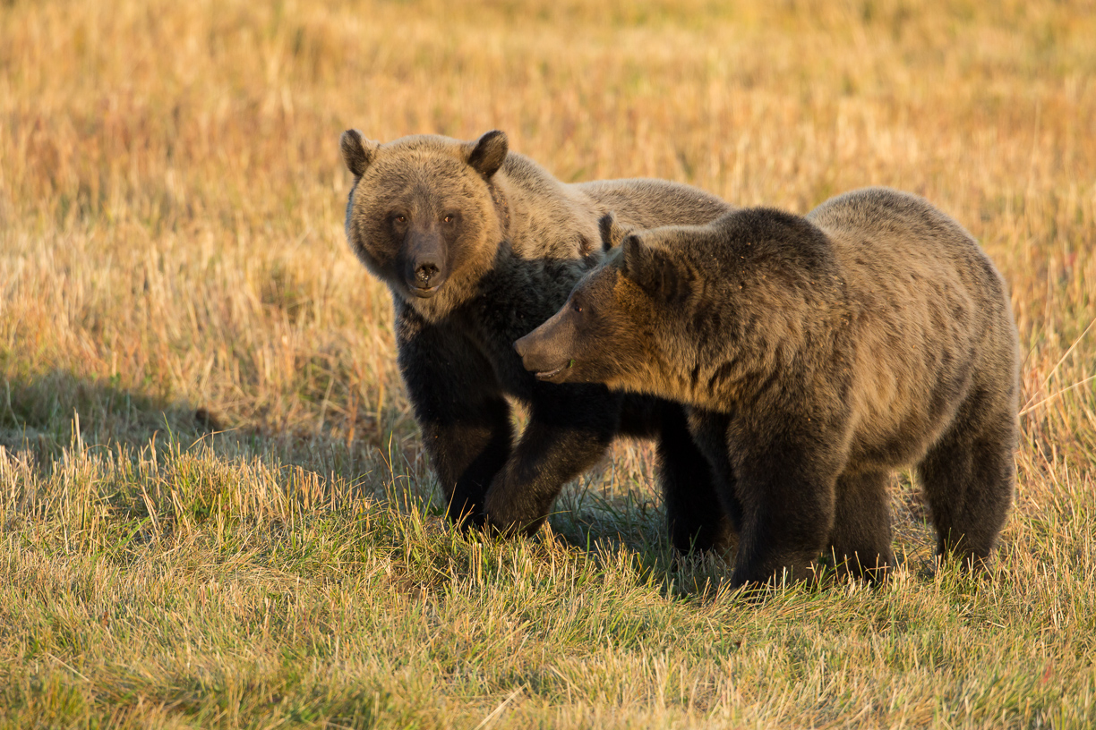 Save the Yellowstone Grizzly Orphans of Grizzly Valley
