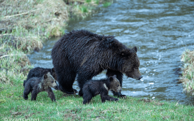 Grizzly Final Rule Delayed Until December 2026
