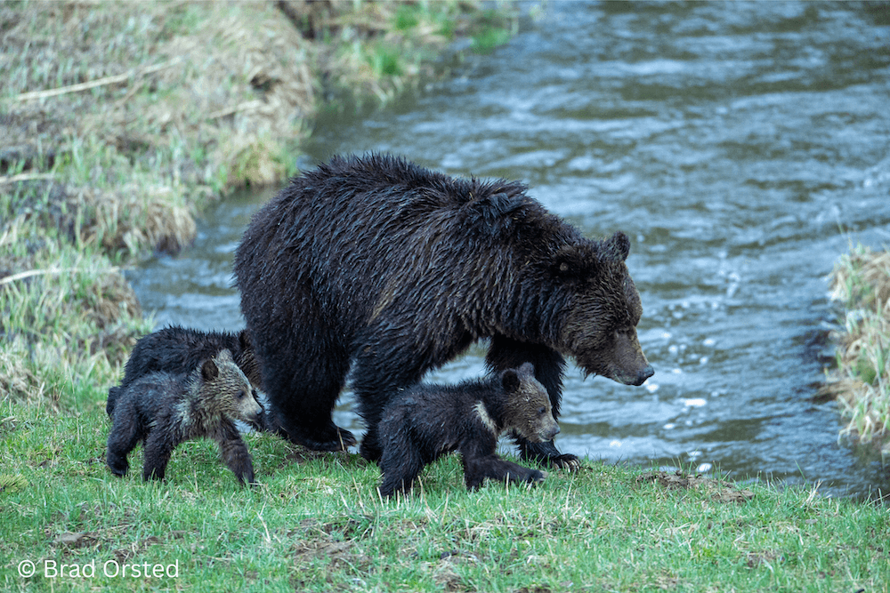 Save the Yellowstone Grizzly Bear Sow Three Cubs Brad Orsted