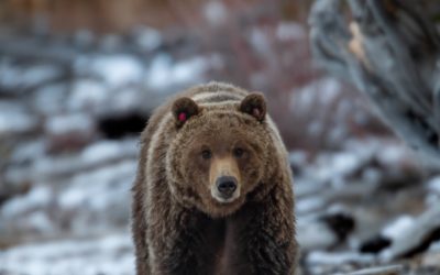 Trump Administration Finalizes ‘Harm’ Rule. Weakening Endangered Species Act Protections